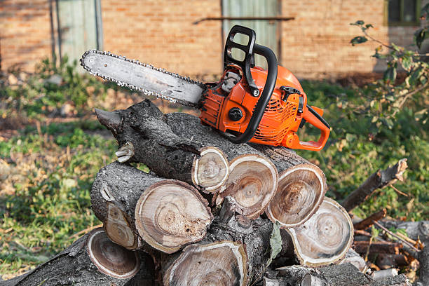 The Steps Involved in Our Tree Care Process in Cullowhee, NC